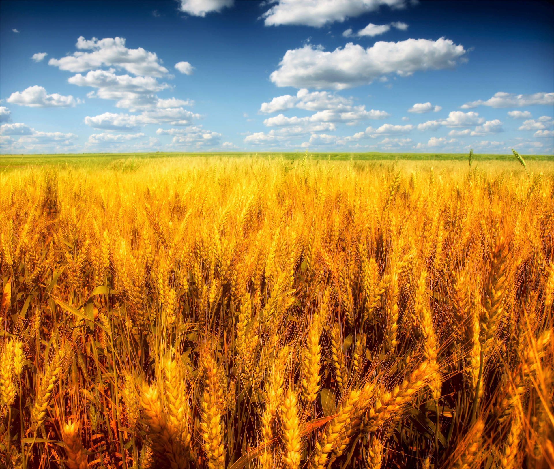 Deep Golden Wheat Field Wallpaper