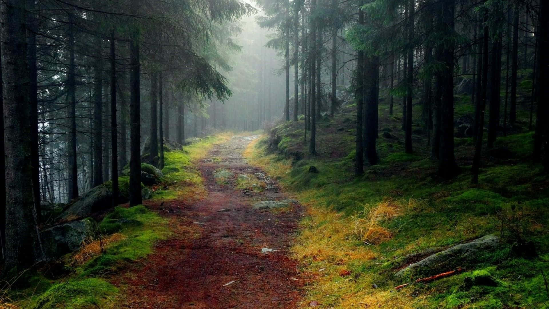 A Path In The Forest With Fog