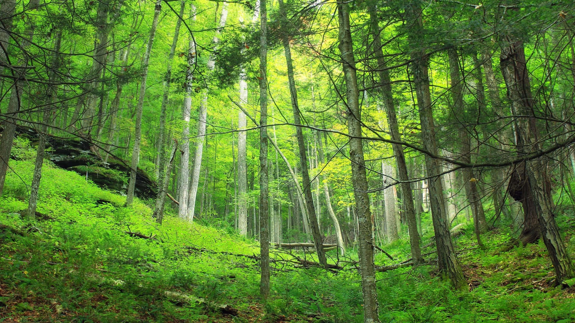 A Green Forest With Trees And Grass
