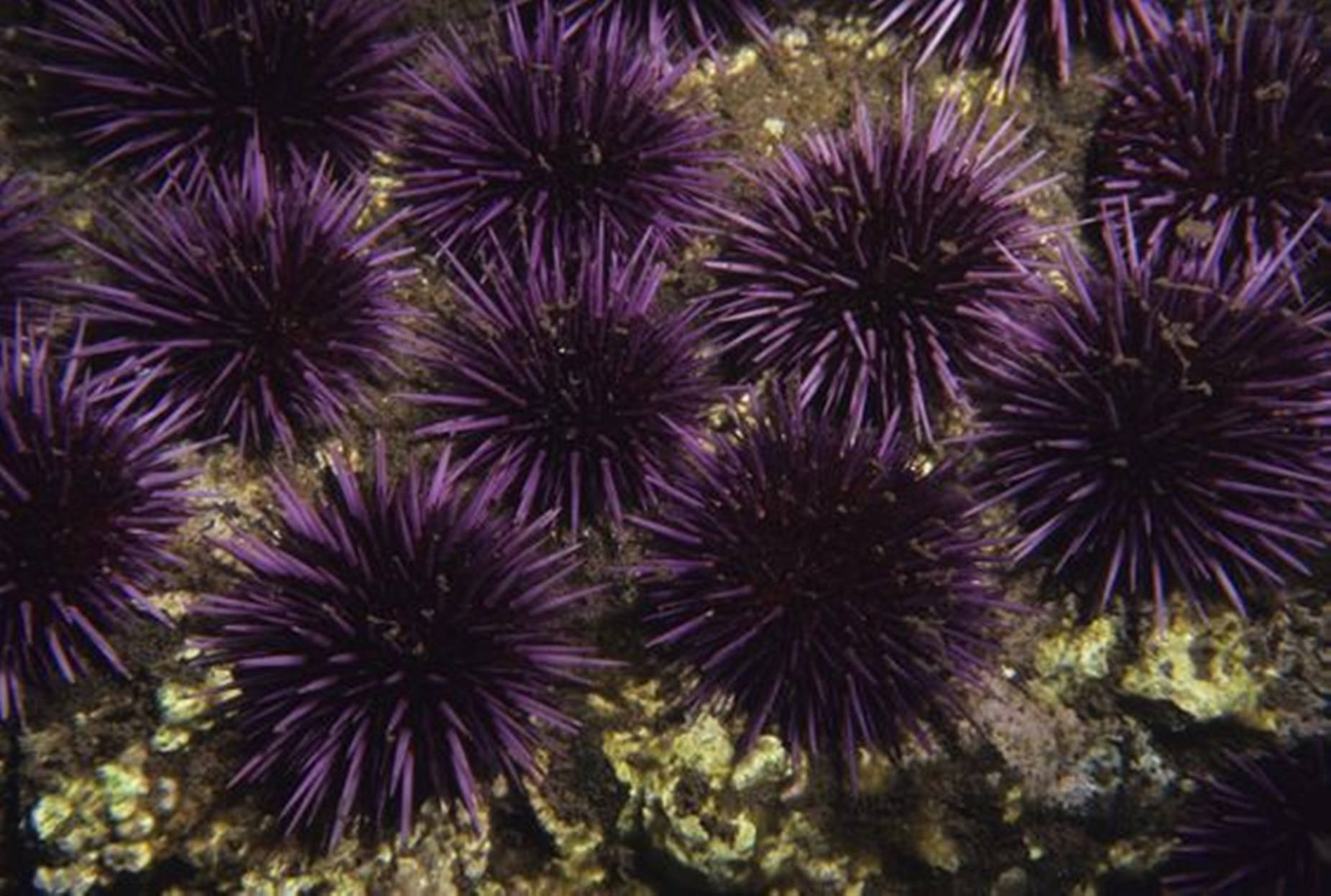Deep Purple Sea Urchin Group Wallpaper