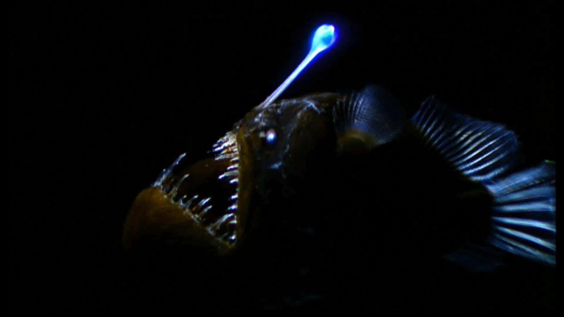 Deep Sea Anglerfish Glowing Lure Wallpaper