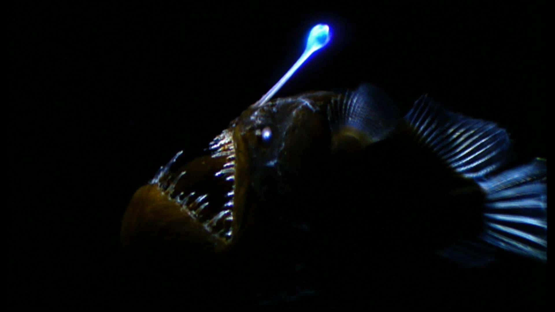 Diepzee Anglerfish Glijdend Lokaas Achtergrond