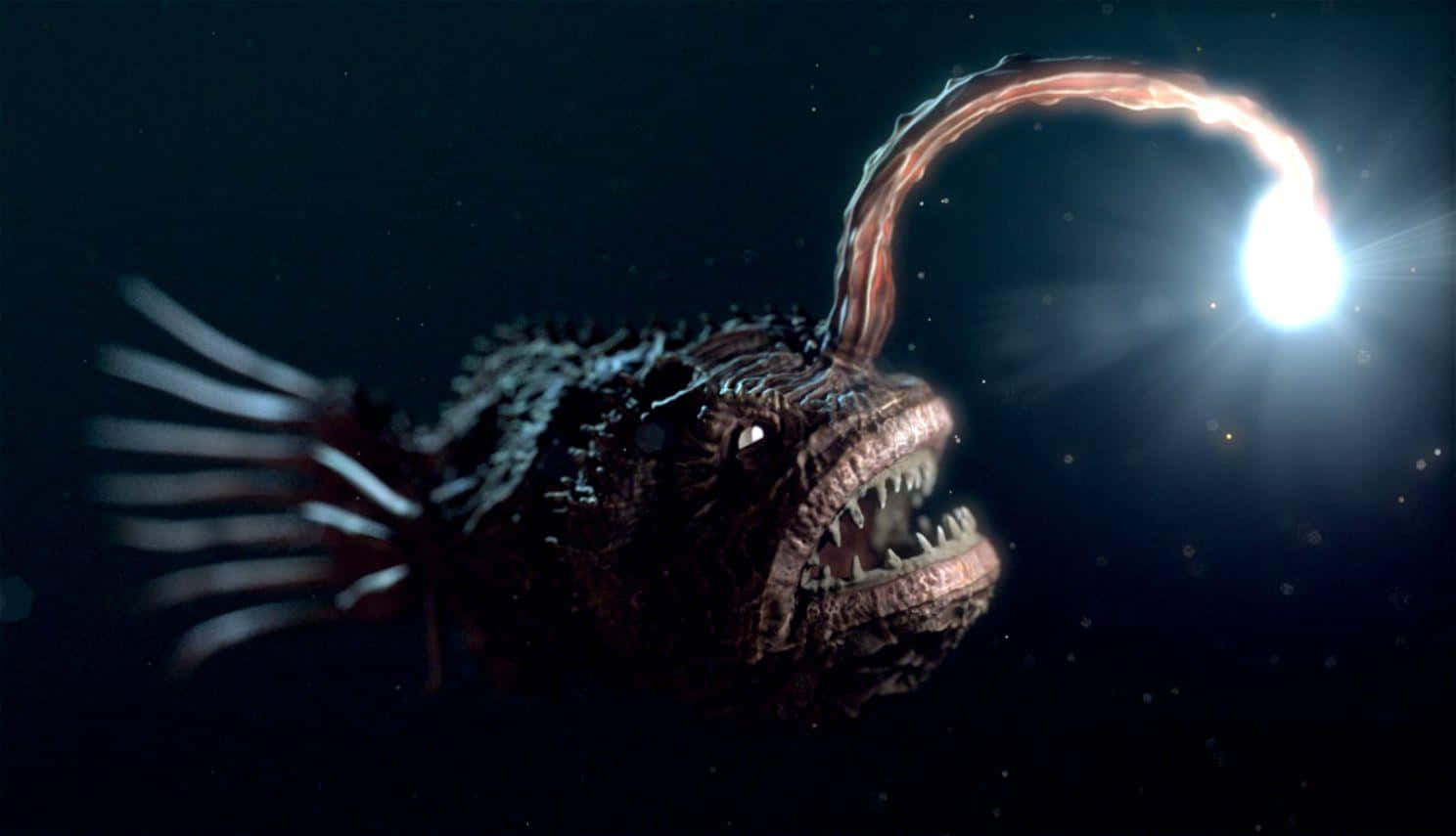 Deep Sea Anglerfish Illumination.jpg Wallpaper