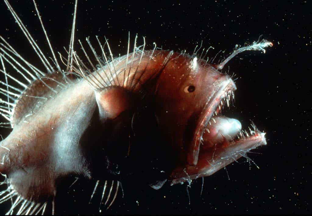 Diepzeeaanglerfish In Duisternis.jpg Achtergrond