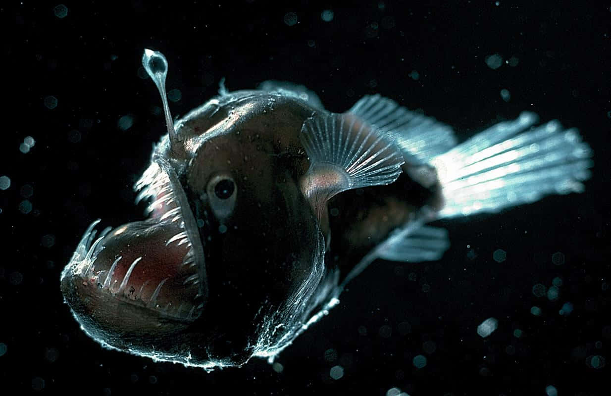 Deep Sea Drama: Anglerfish In Its Natural Environment Wallpaper