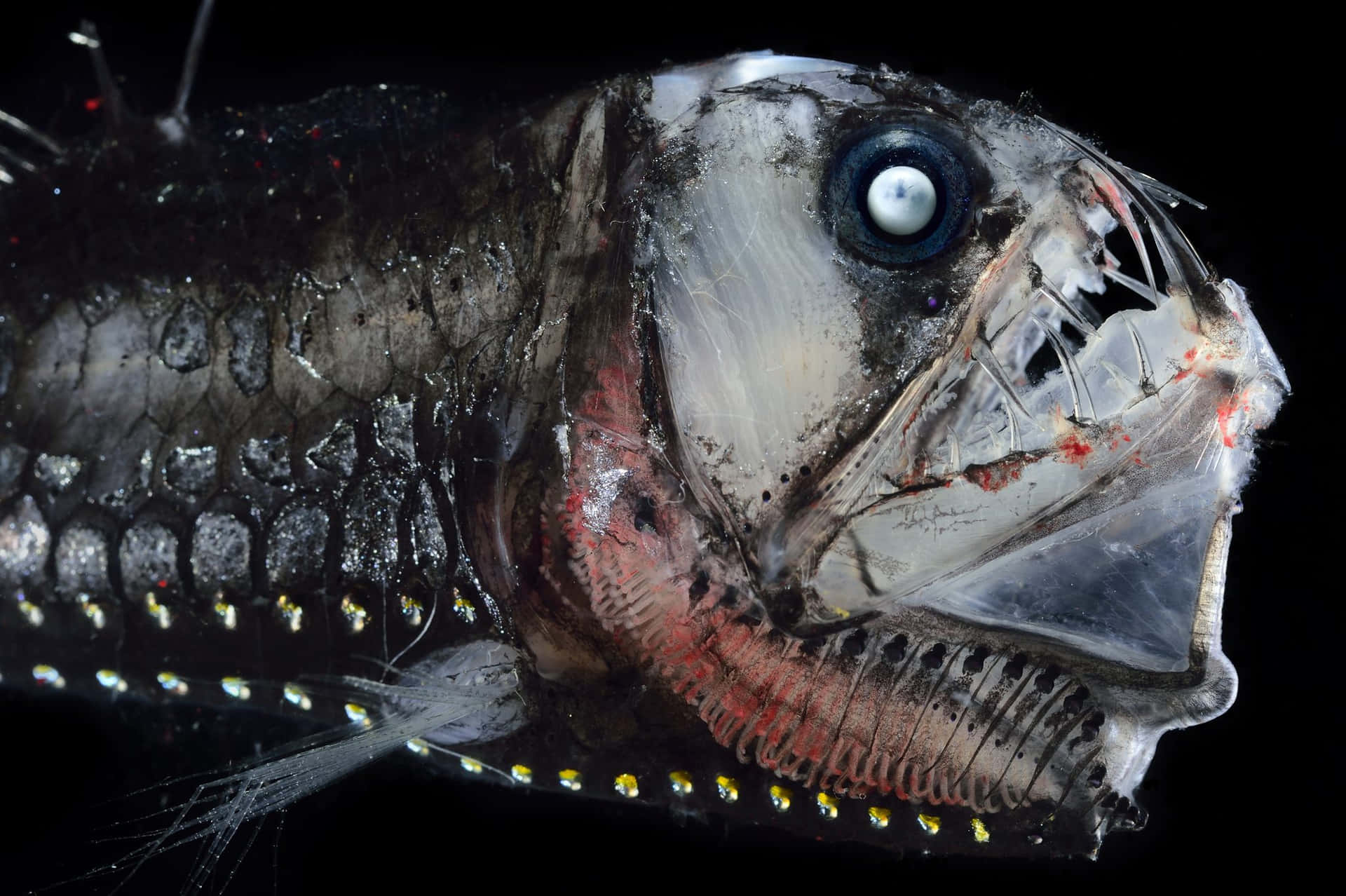 Deep Sea Lizardfish Closeup Wallpaper