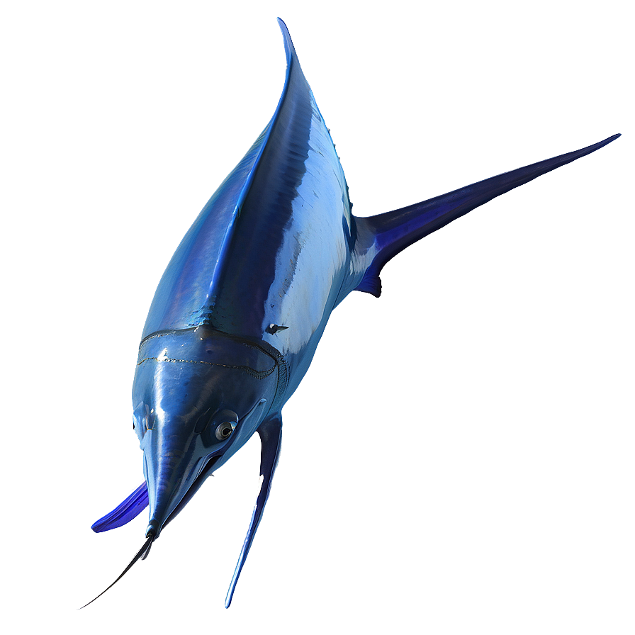 Deep Sea Marlin Png 06242024 PNG