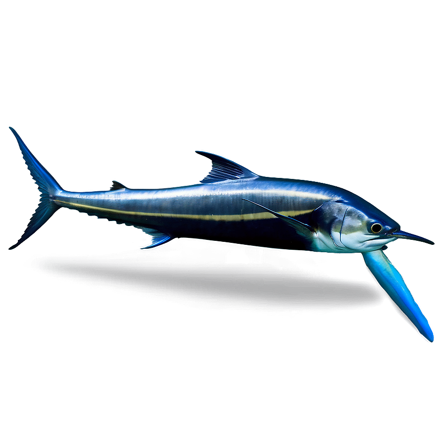 Deep Sea Marlin Png Pdg PNG