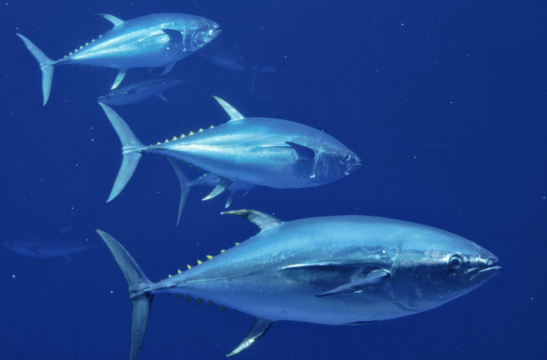 Deep Sea Skipjack Tuna Wallpaper