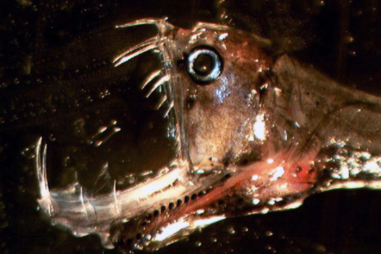 Deep Sea Viperfish Closeup Wallpaper