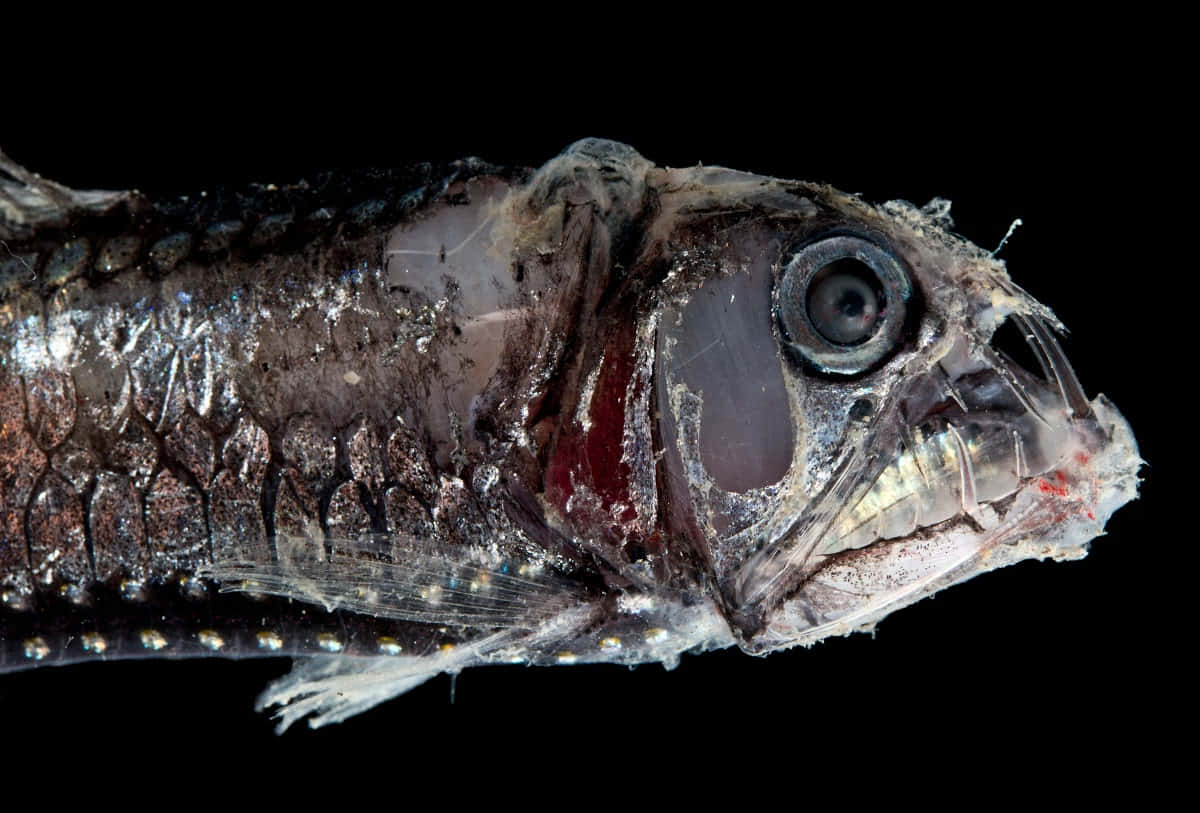 Deep Sea Viperfish Closeup.jpg Wallpaper