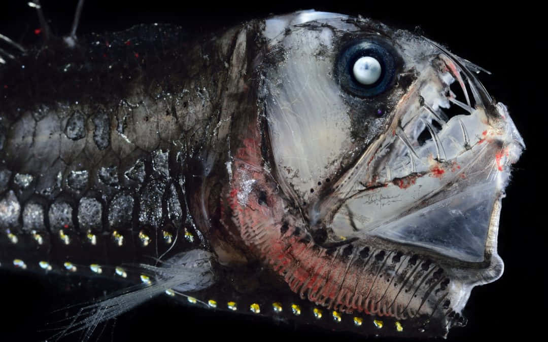Deep Sea Viperfish Closeup Wallpaper