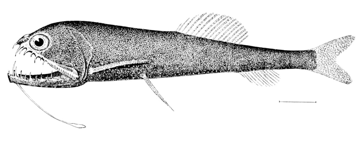 Deep Sea Viperfish Illustration Wallpaper