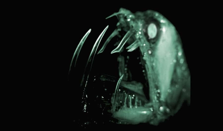 Deep Sea Viperfish In Darkness Wallpaper