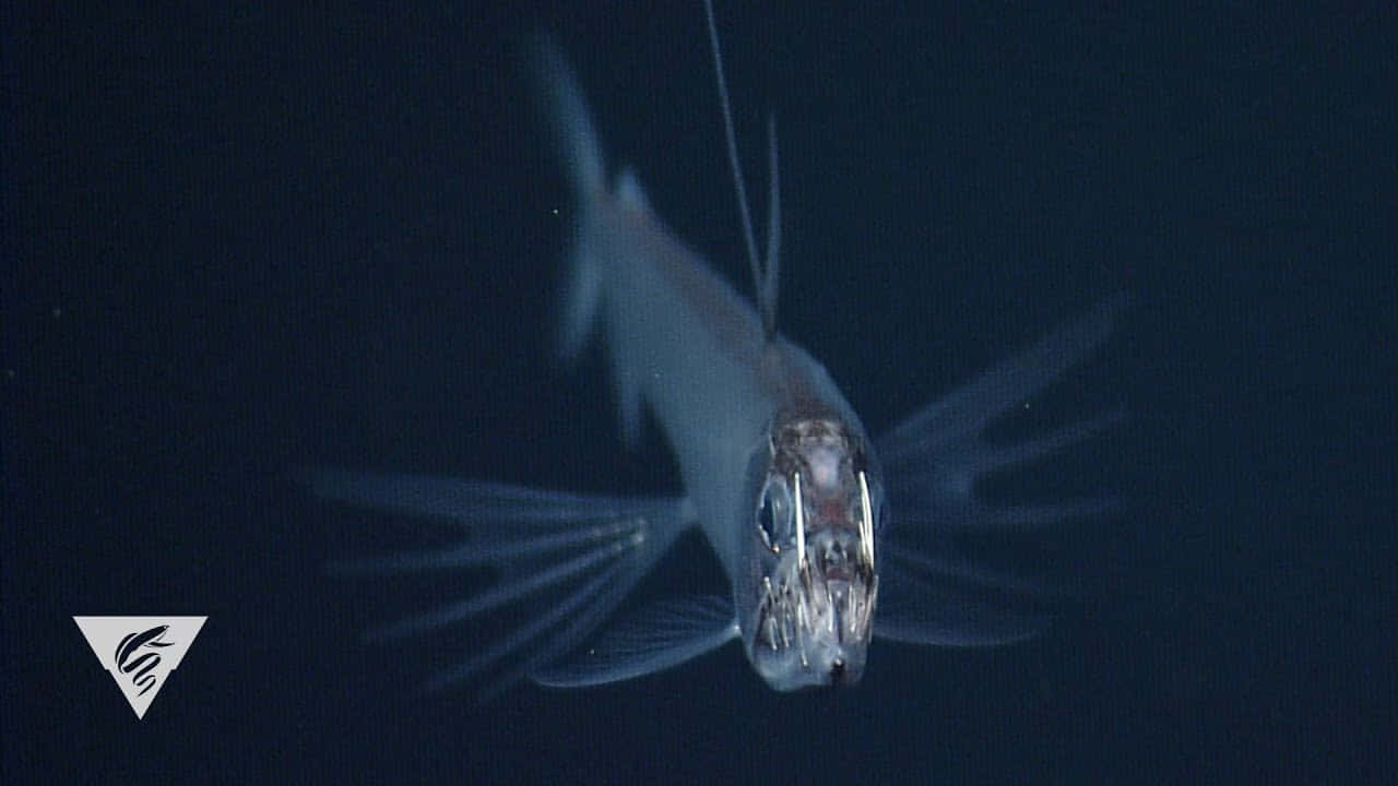 Deep Sea Viperfish In Darkness Wallpaper