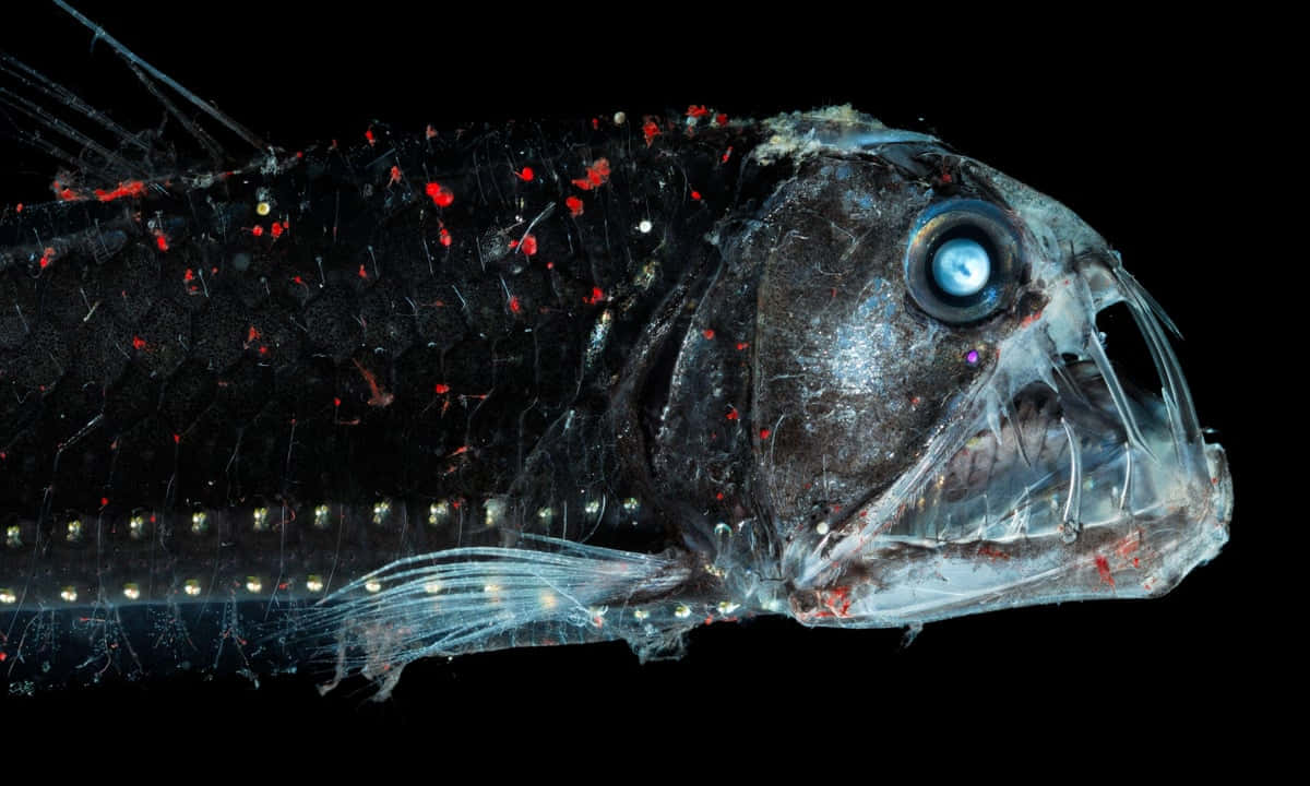 Deep Sea Viperfishin Darkness Wallpaper