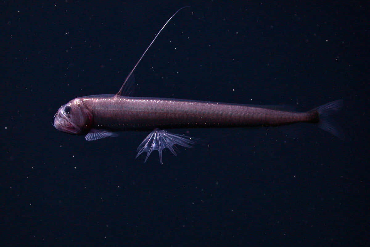 Deep Sea Viperfishin Natural Habitat Wallpaper