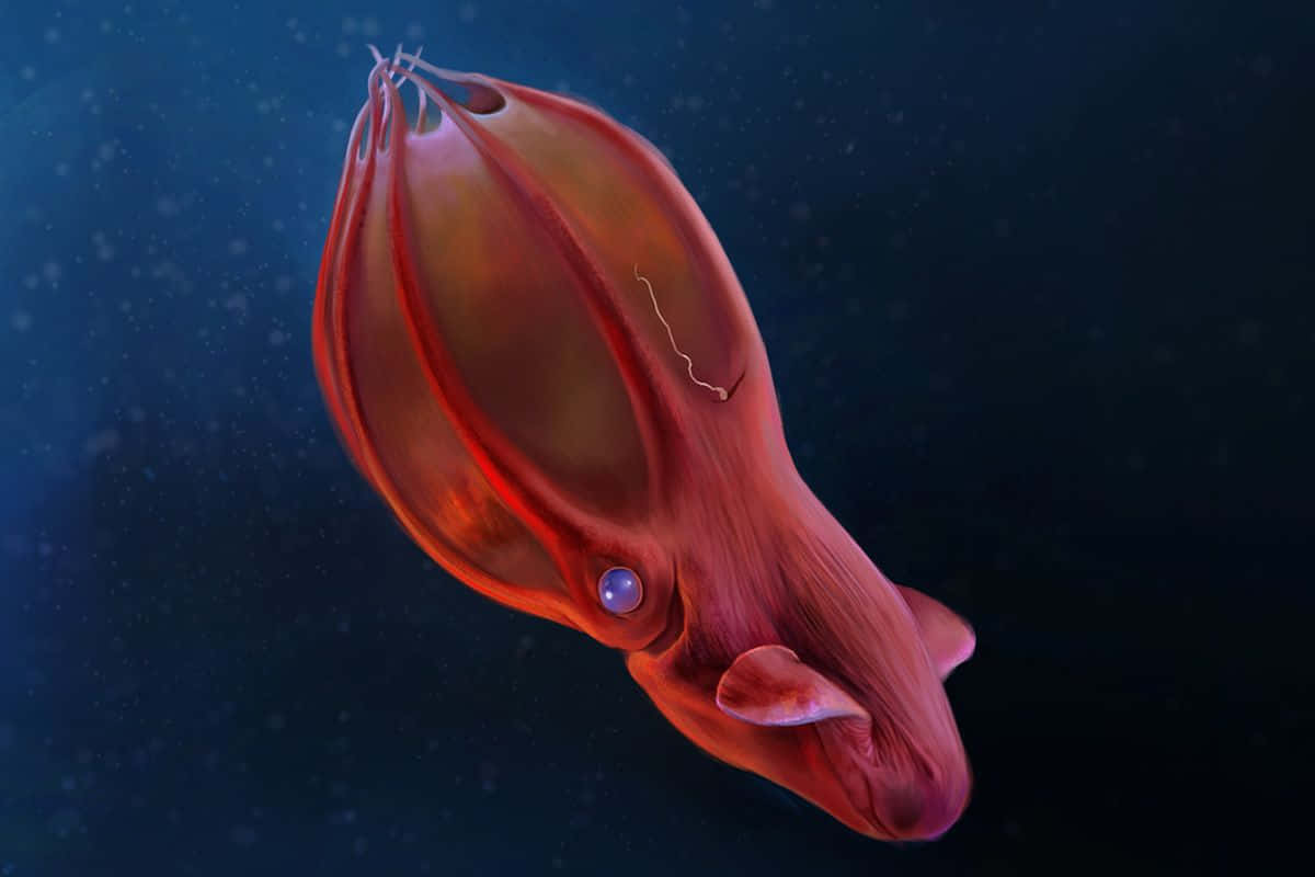 Deep Sea Wonder: The Mysterious Vampire Squid. Wallpaper