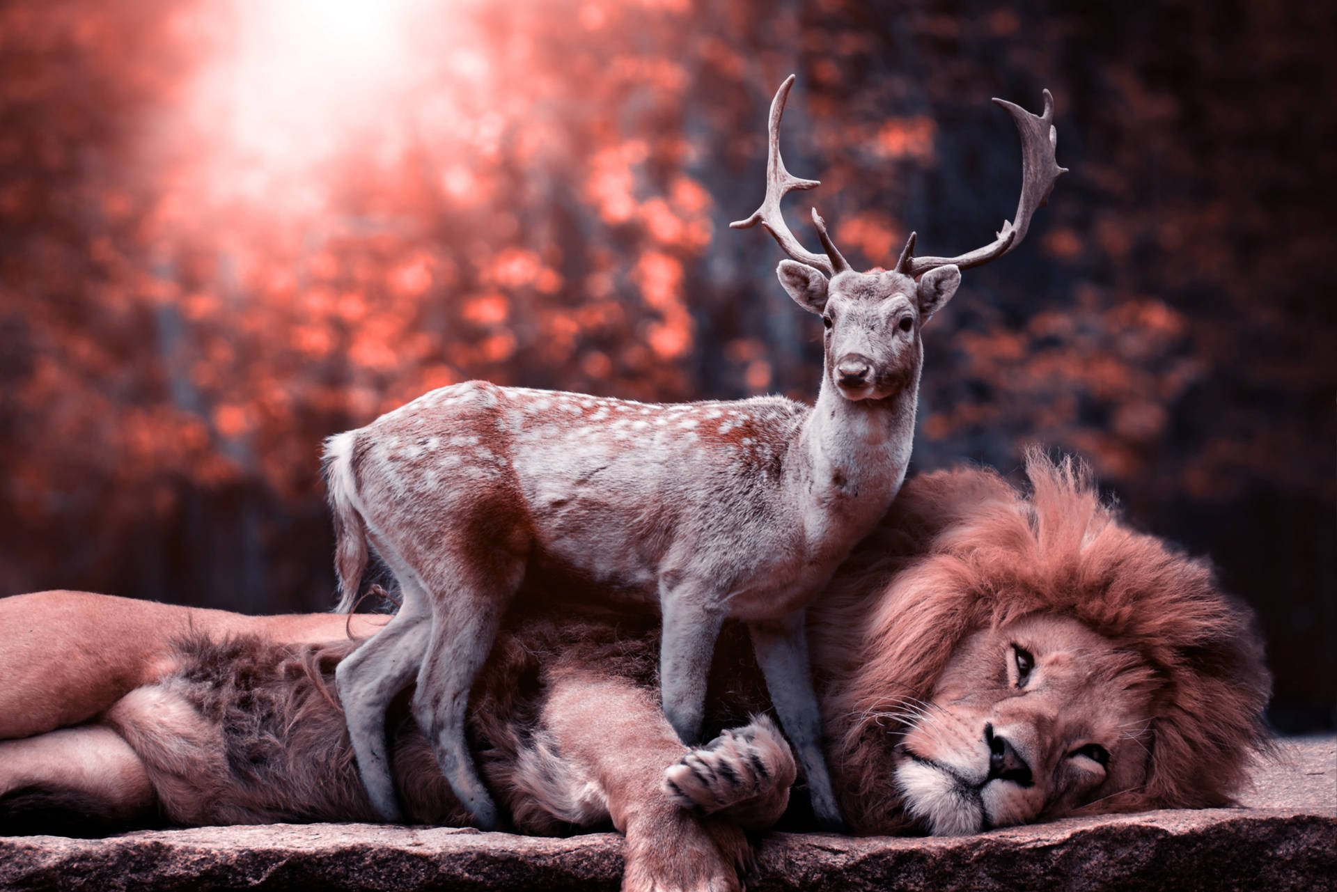 Deer And Lion Desktop Wallpaper