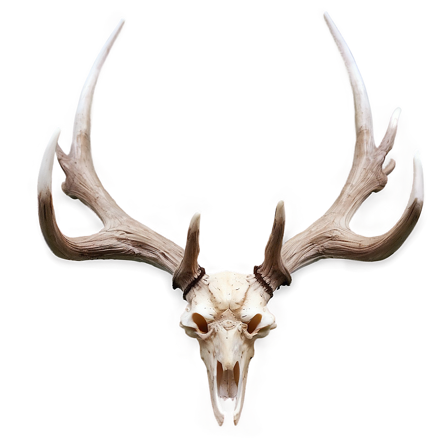 Deer Antler A PNG