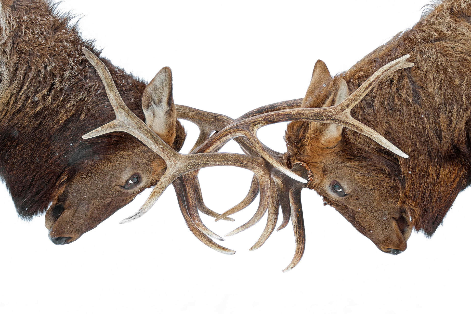 Deer Antler Clash Wallpaper
