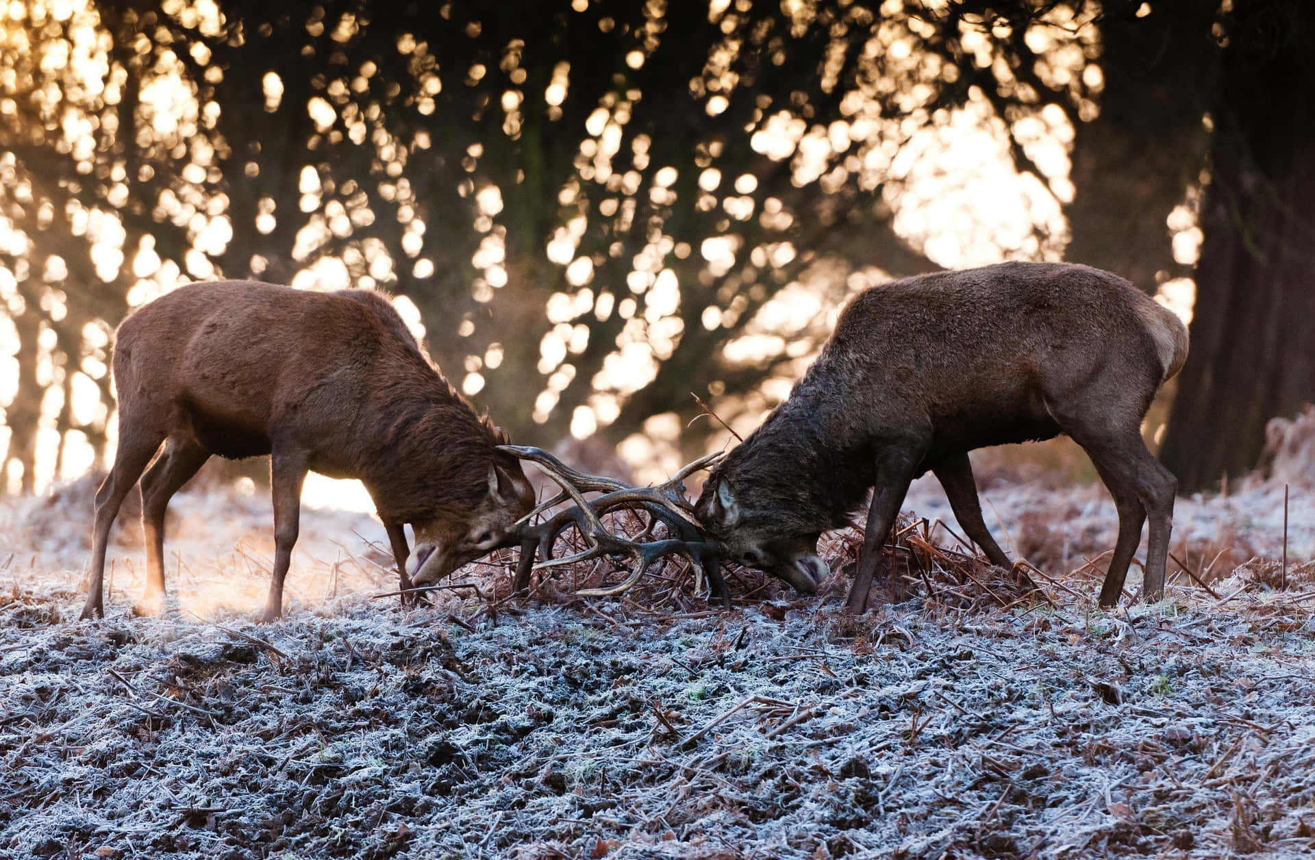 Deer Antler Confrontation Frosty Morning Wallpaper