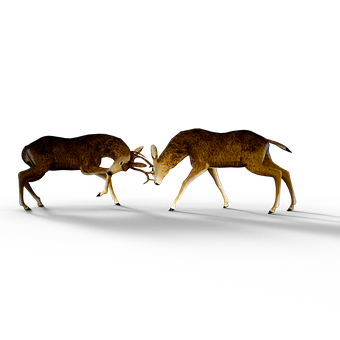 Deer Antler Confrontationin Darkness PNG