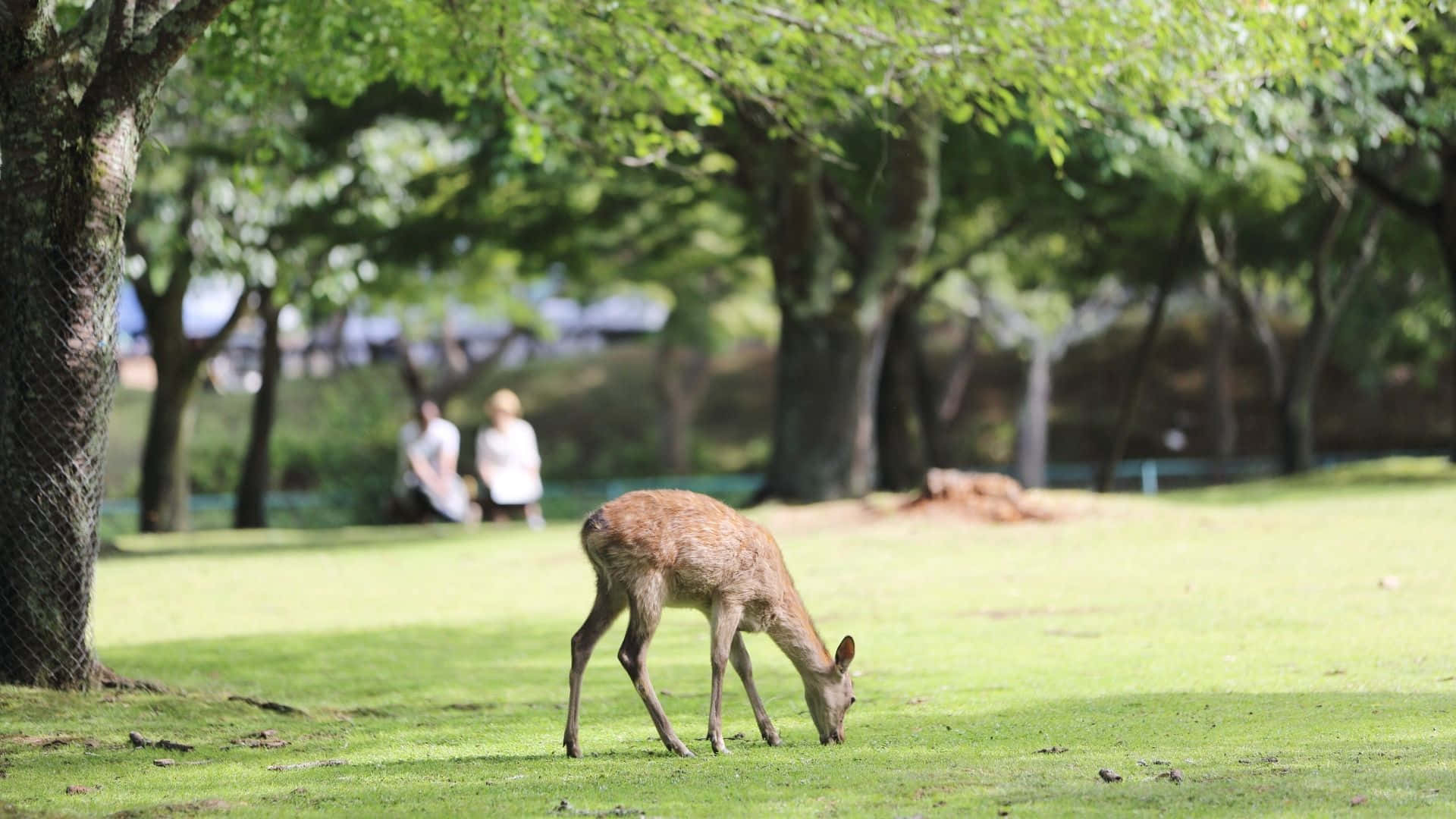 Deer Background