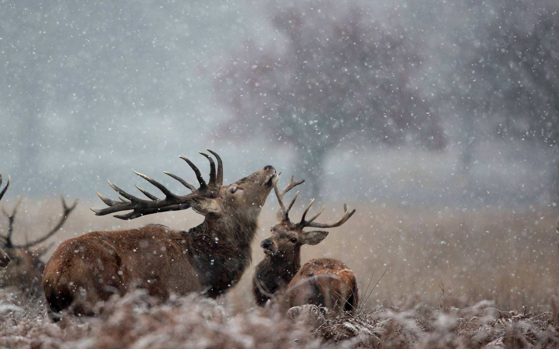 A loving couple of deer enjoying the winter snowfall. Wallpaper