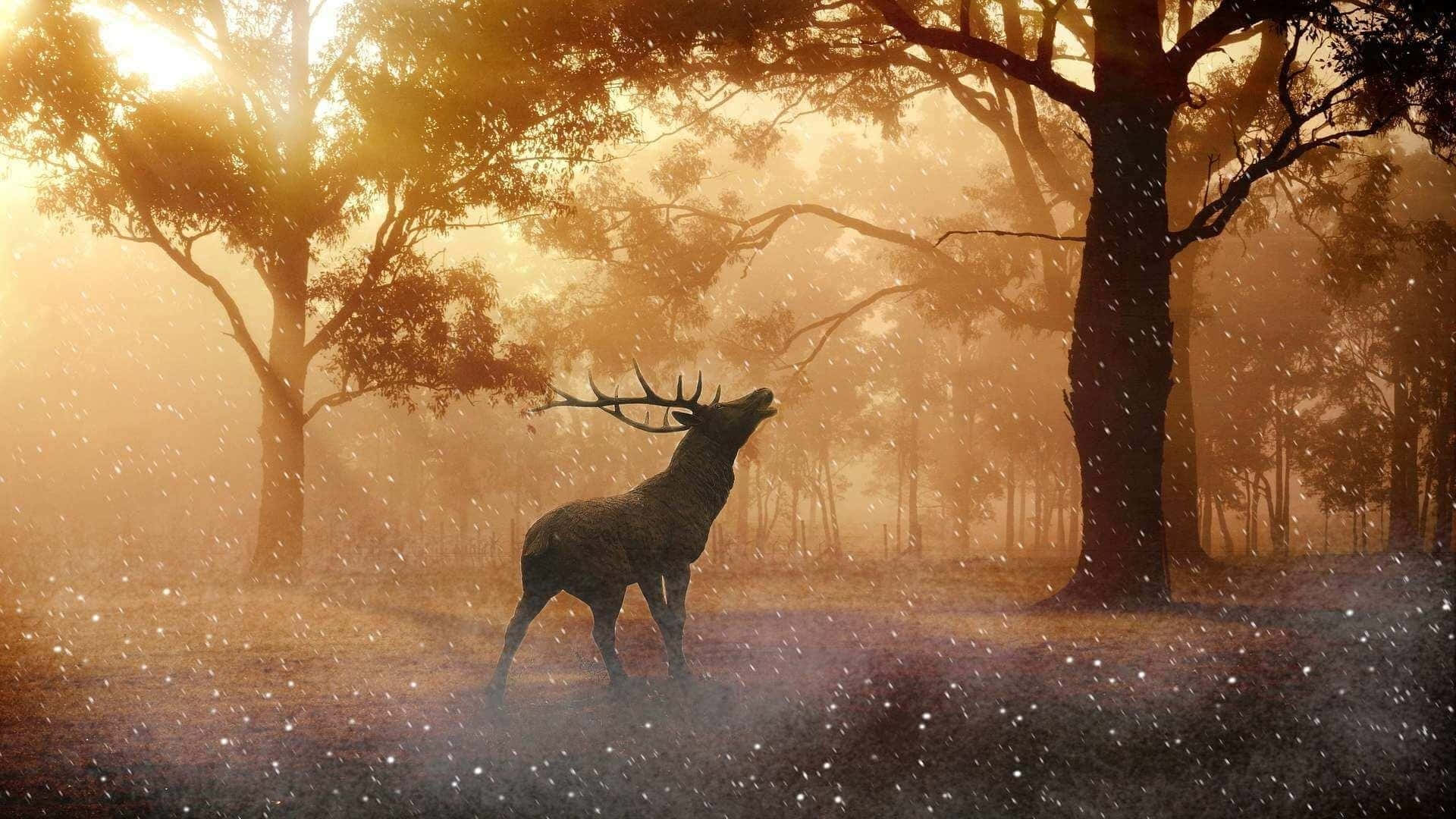 Majestic white-tailed deer set against a serene forest backdrop Wallpaper