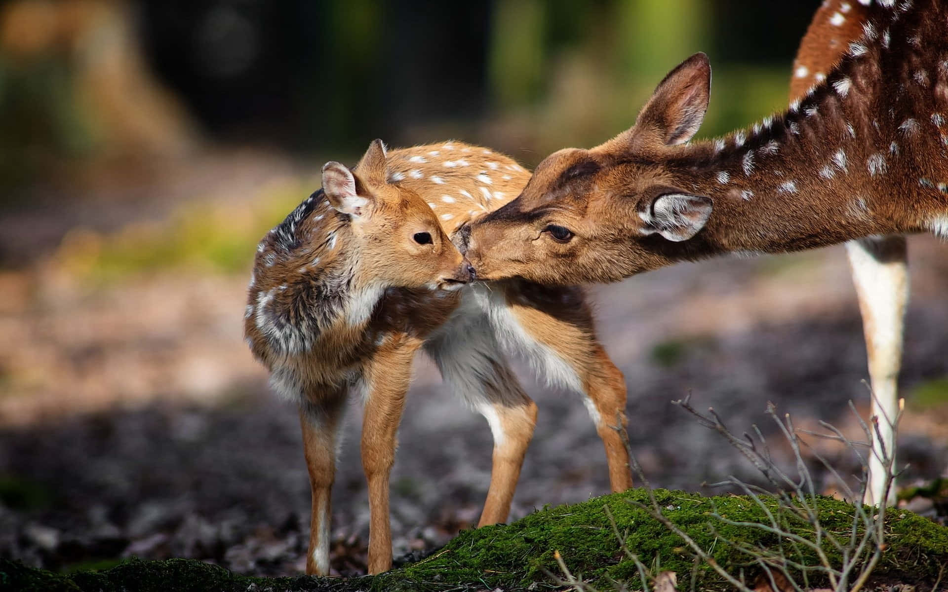 A Deer And A Fawn Kissing Wallpaper