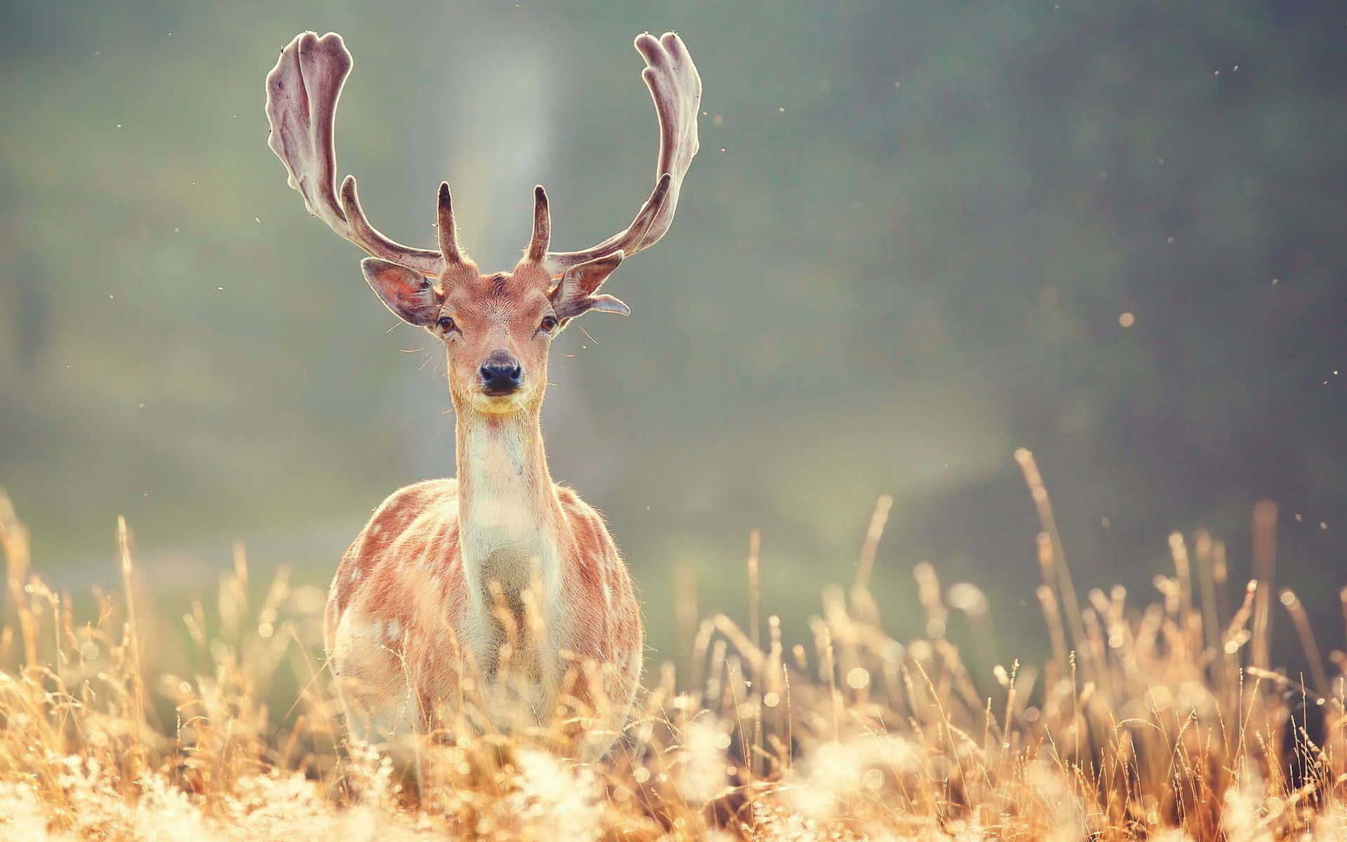 A Majestic White-Tailed Deer in a Tranquil Forest Wallpaper