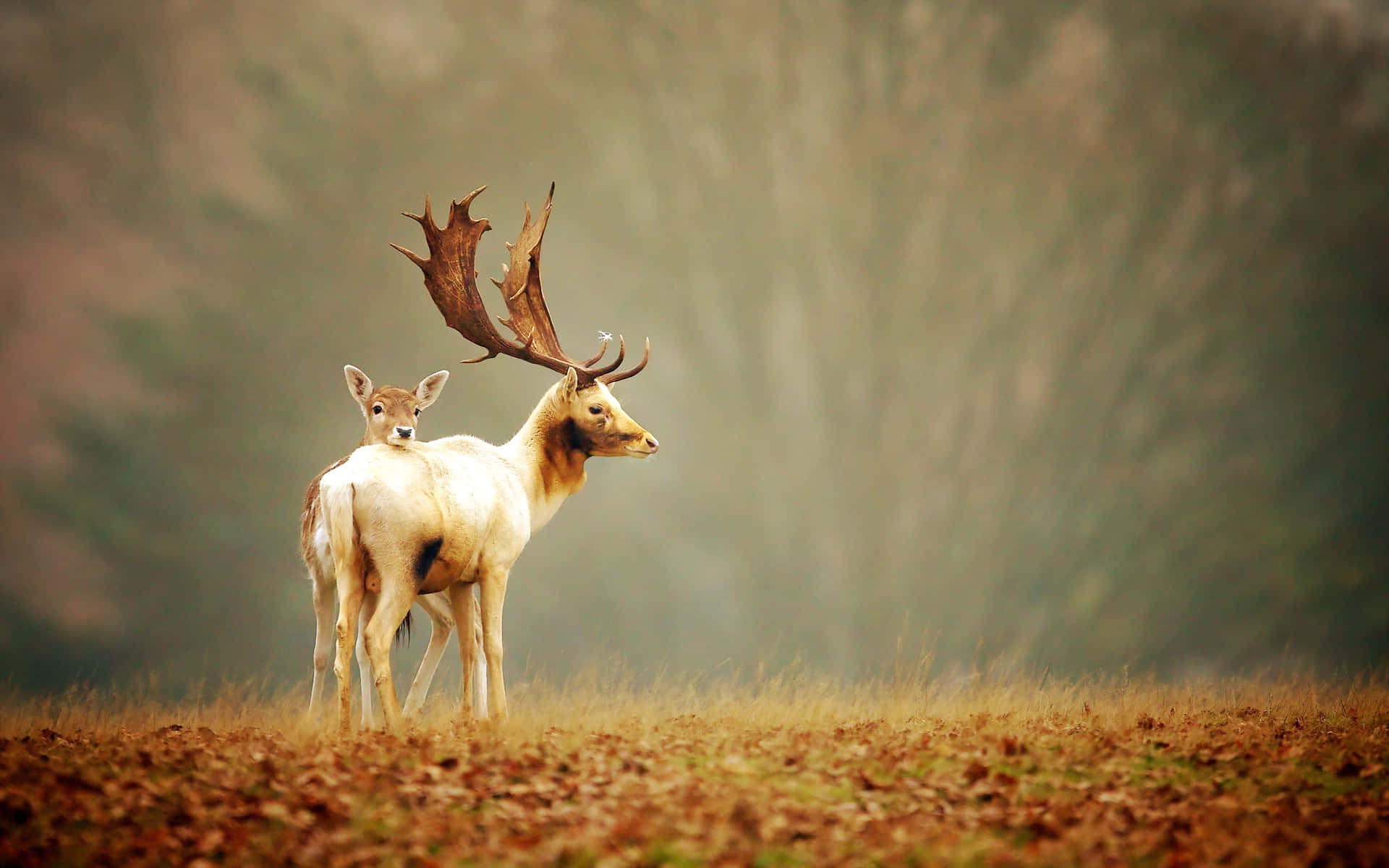 A beautiful Deer calmly walks through the forest Wallpaper