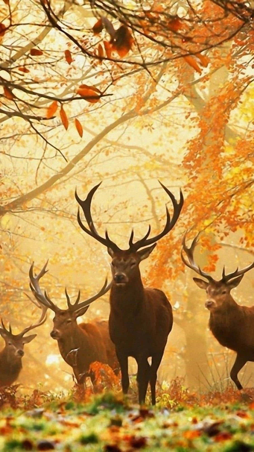 Majestic Close-Up of a White-Tailed Deer Wallpaper