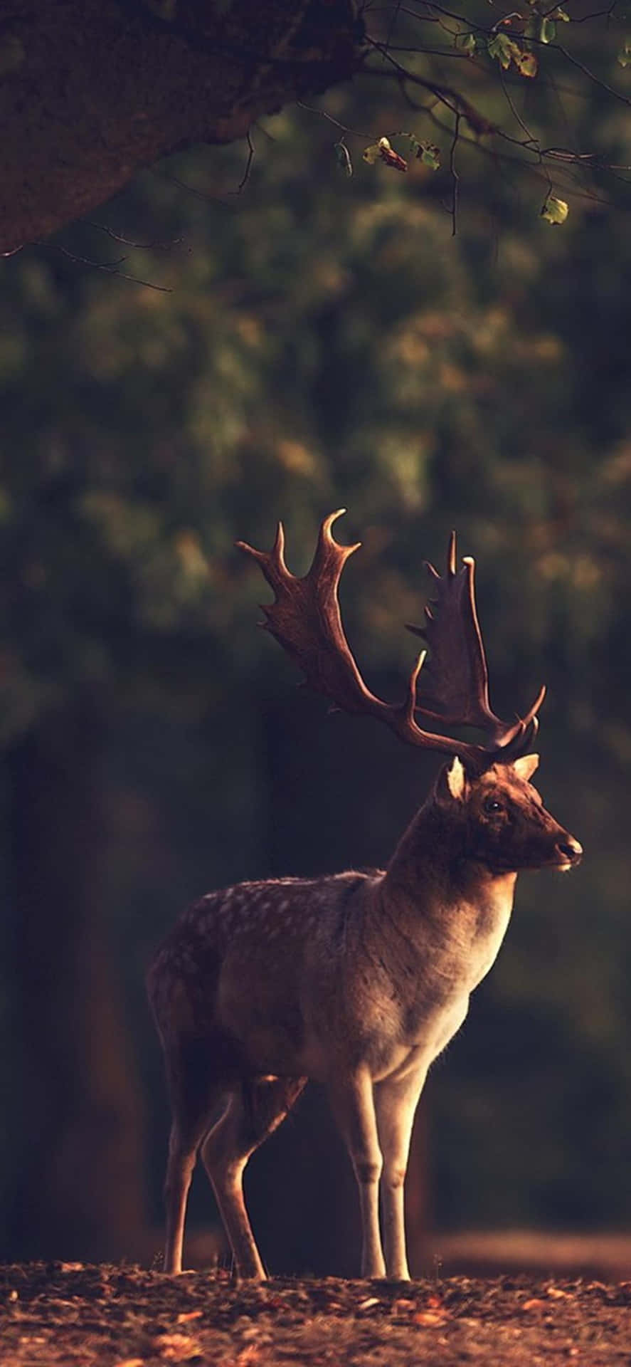 Majestic Deer Enjoying Morning in the Forest Wallpaper