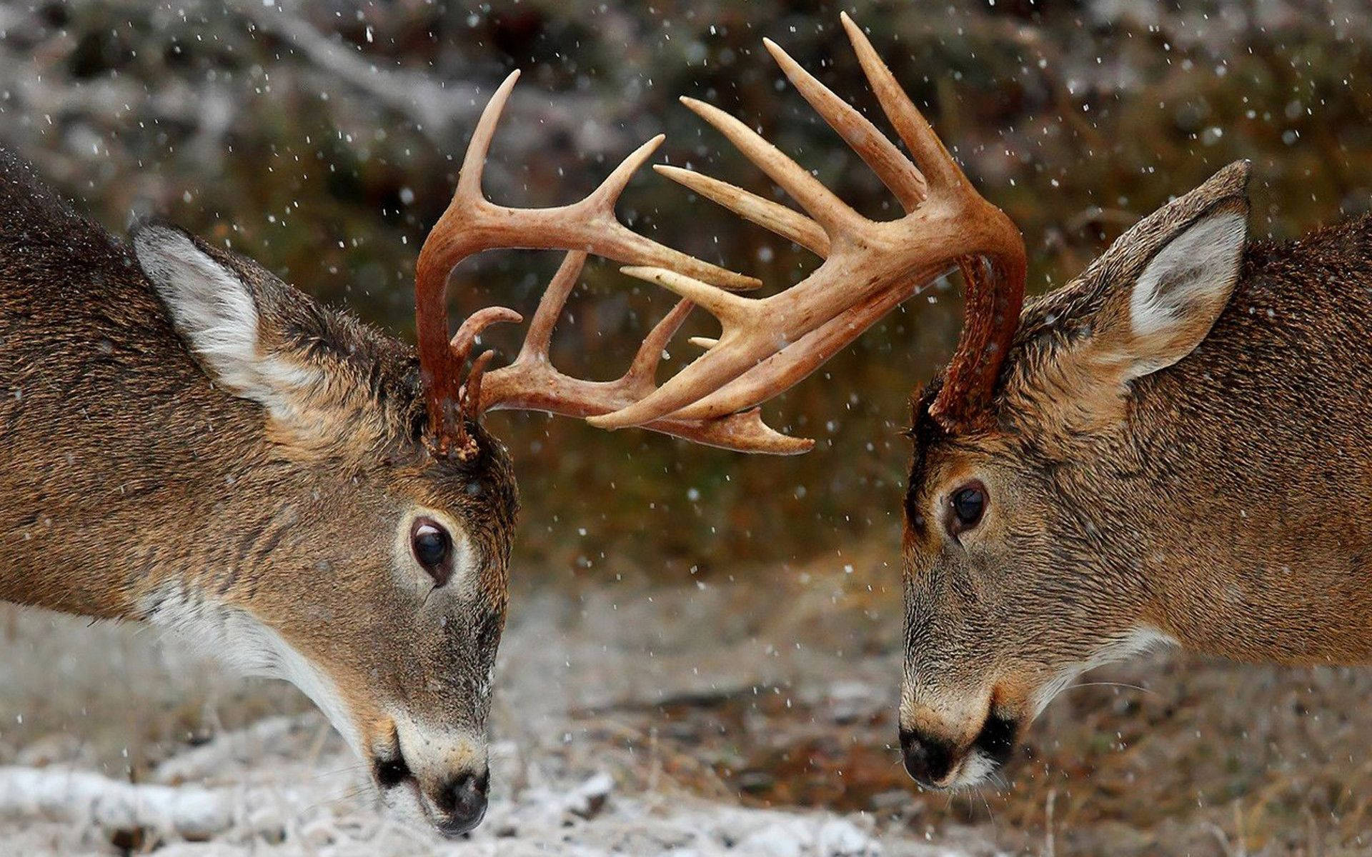 Two deer face each other amid a snowfall Wallpaper