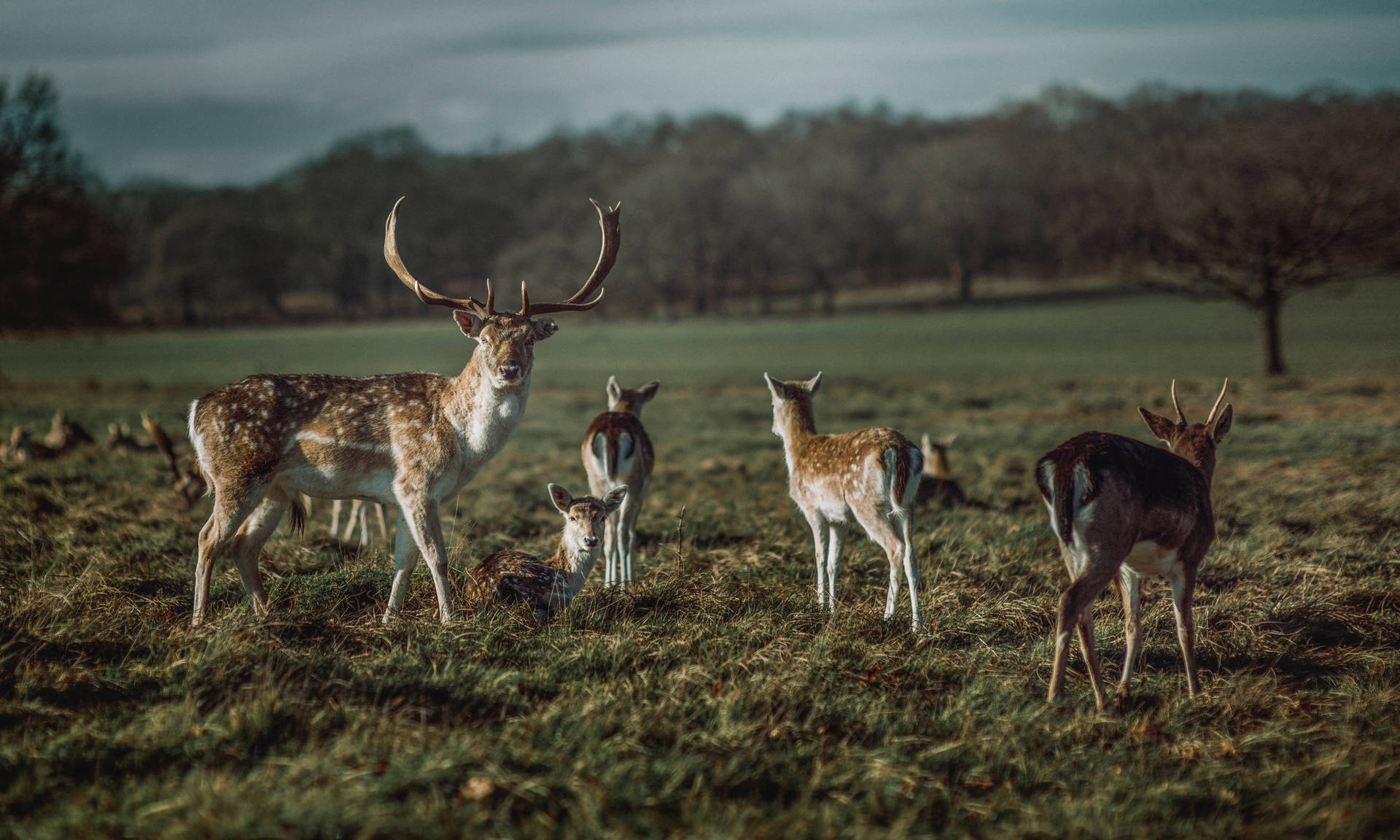 A family of deer grazing in a grassland Wallpaper