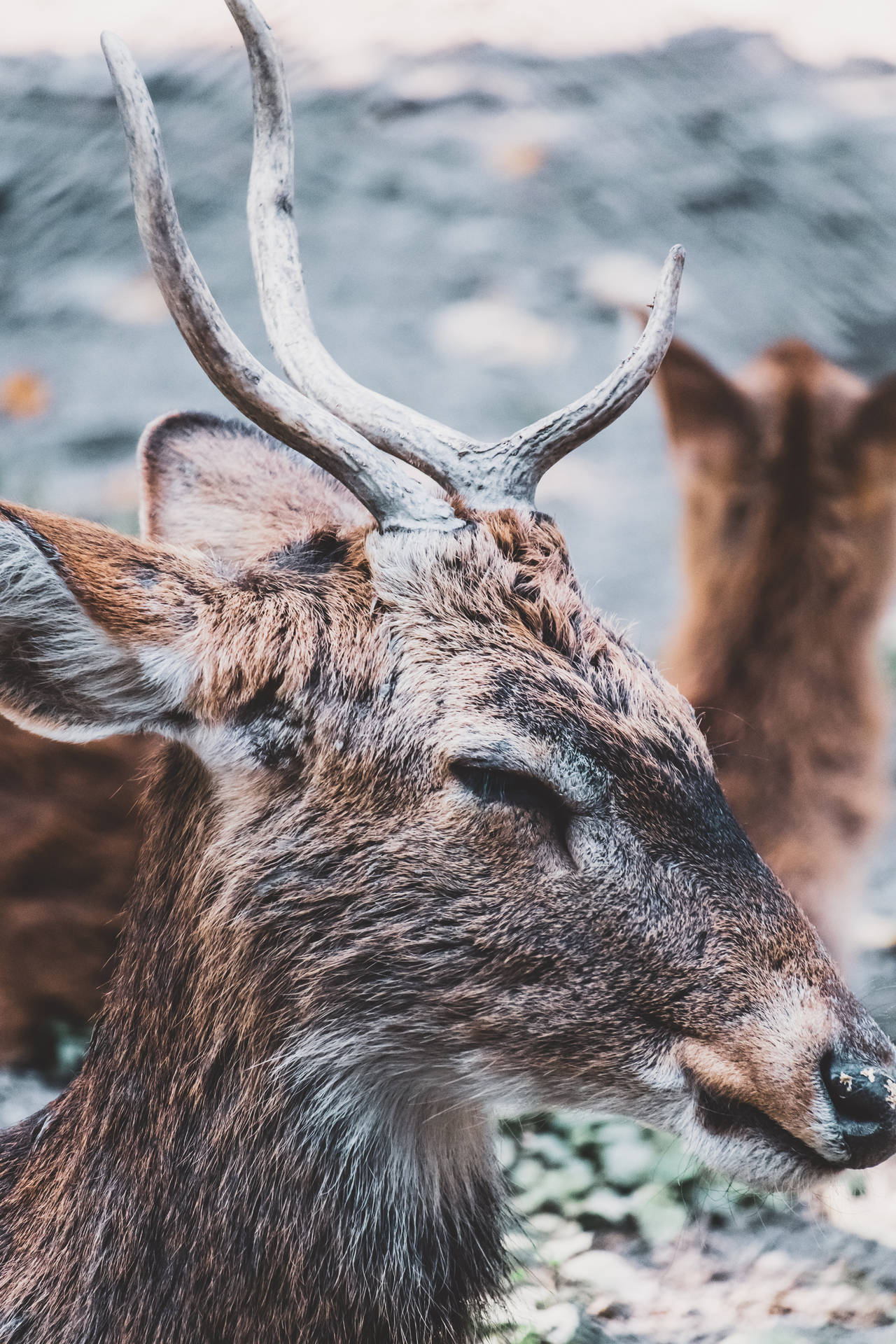 Deer Hunting Close-up Head Wallpaper