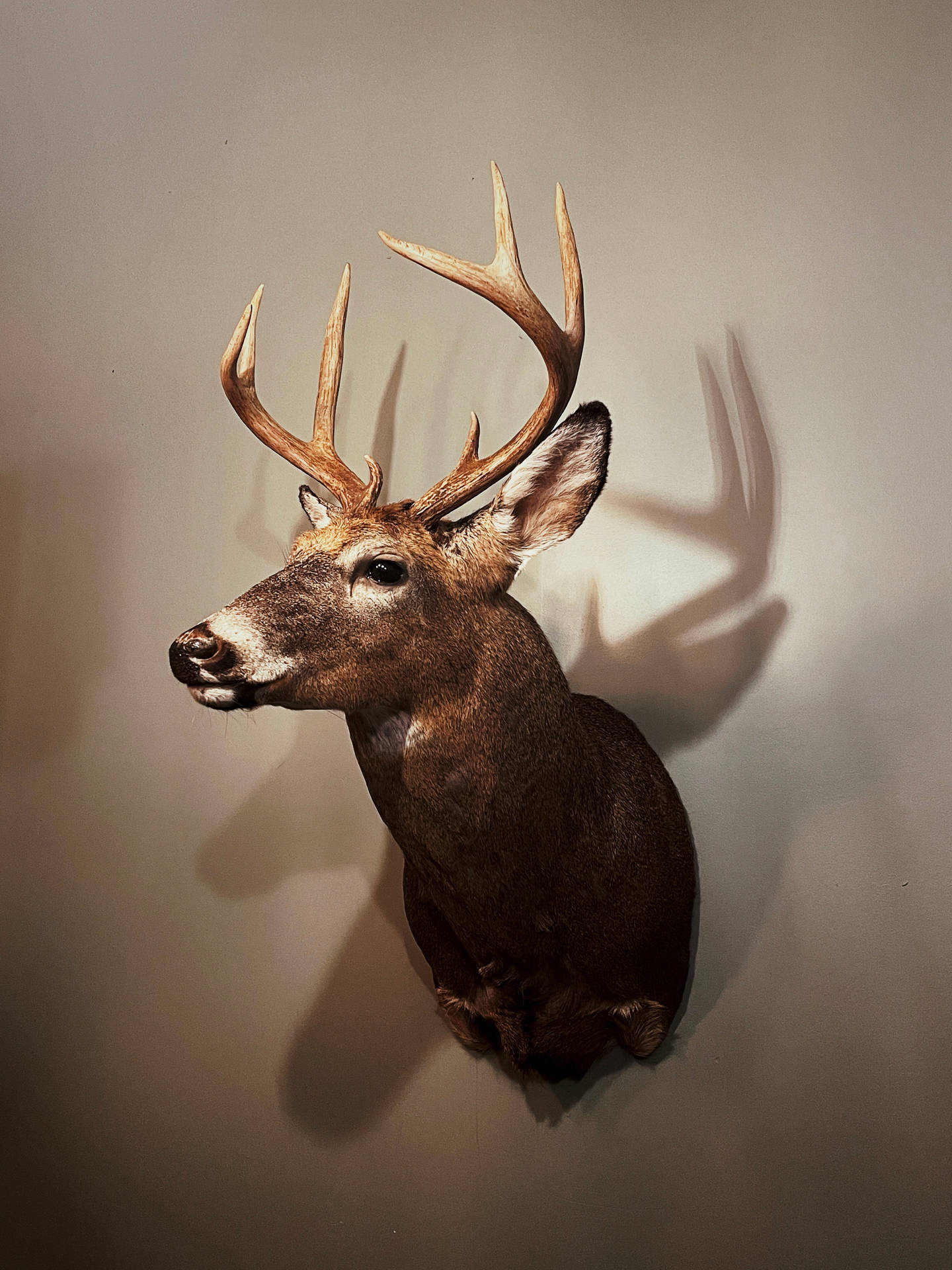 Deer Hunting Head Mount Bust Wallpaper