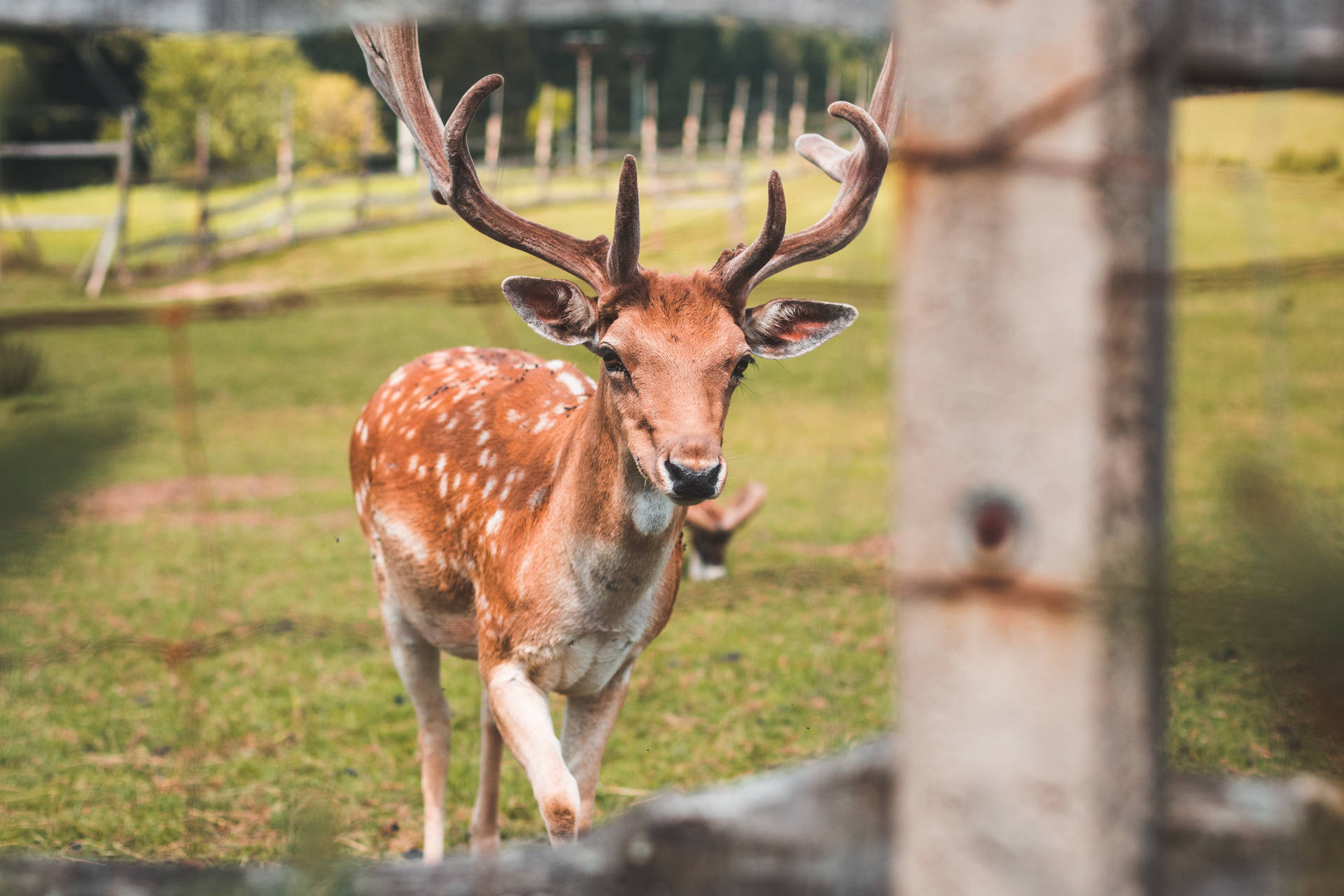 Jagt på hjorte i Deer Park Wallpaper