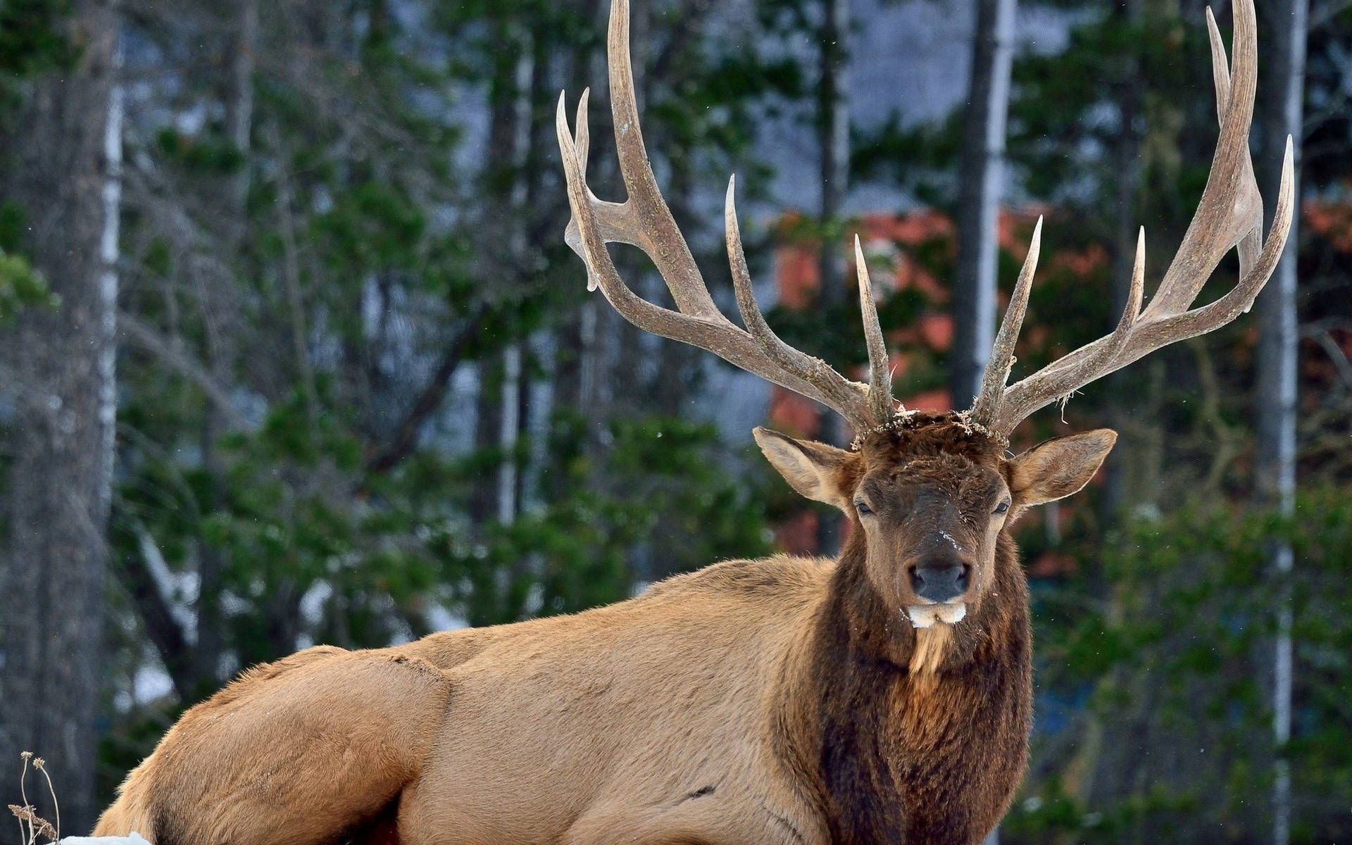 Download Deer Hunting Rocky Mountain Elk Wallpaper 
