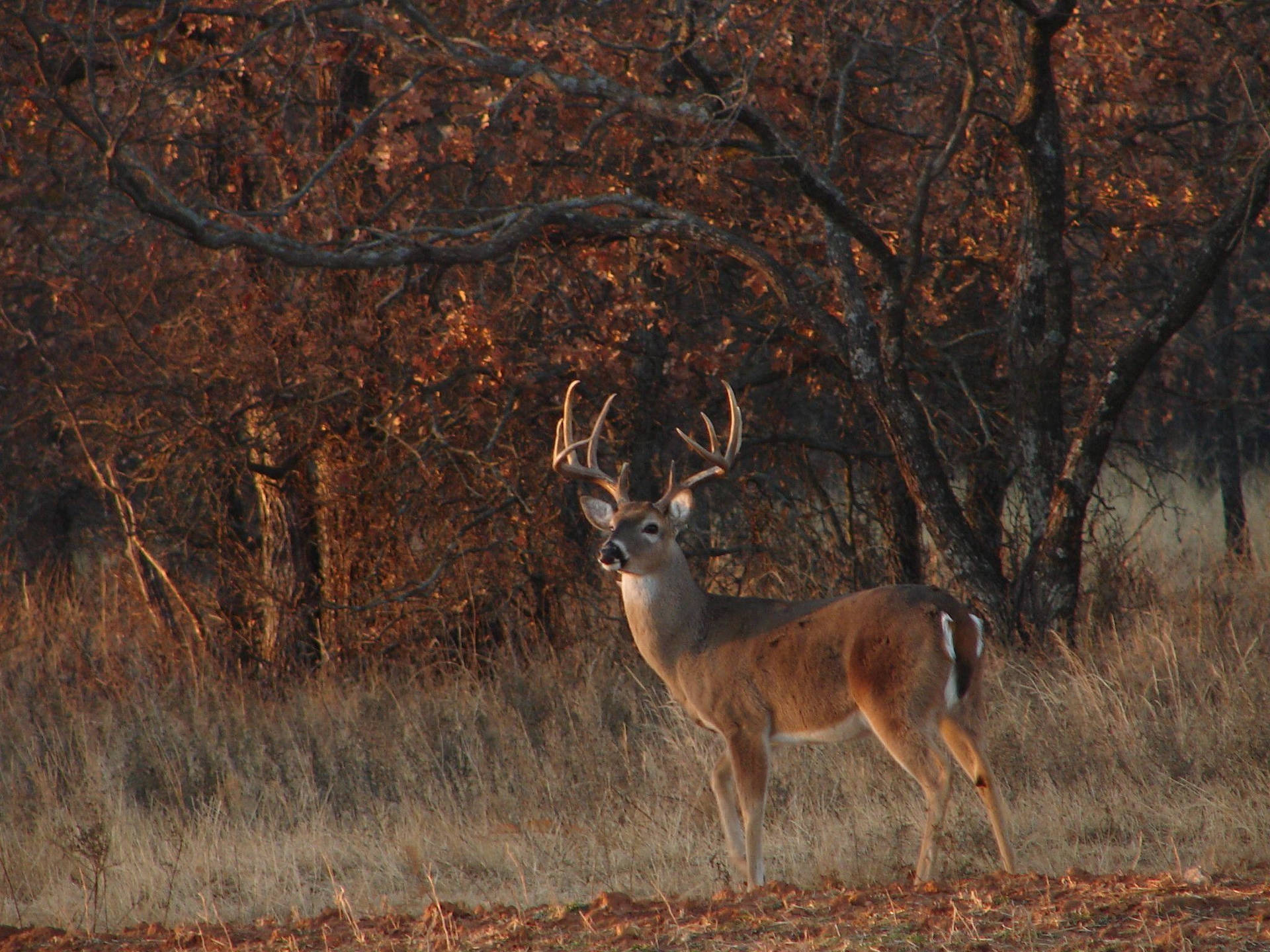 Deer Hunting White Tail Buck Wallpaper