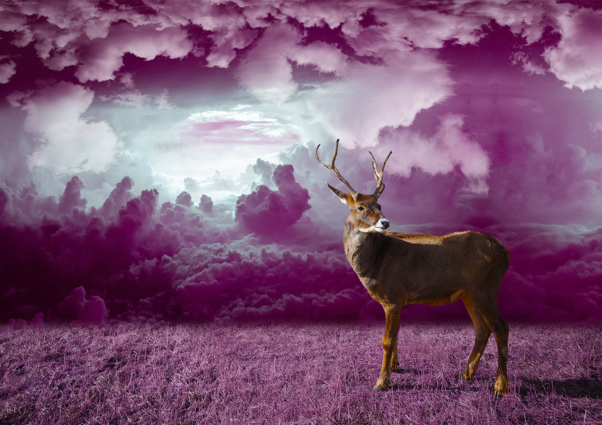 Deer in purple monochrome fantasy art wallpaper.