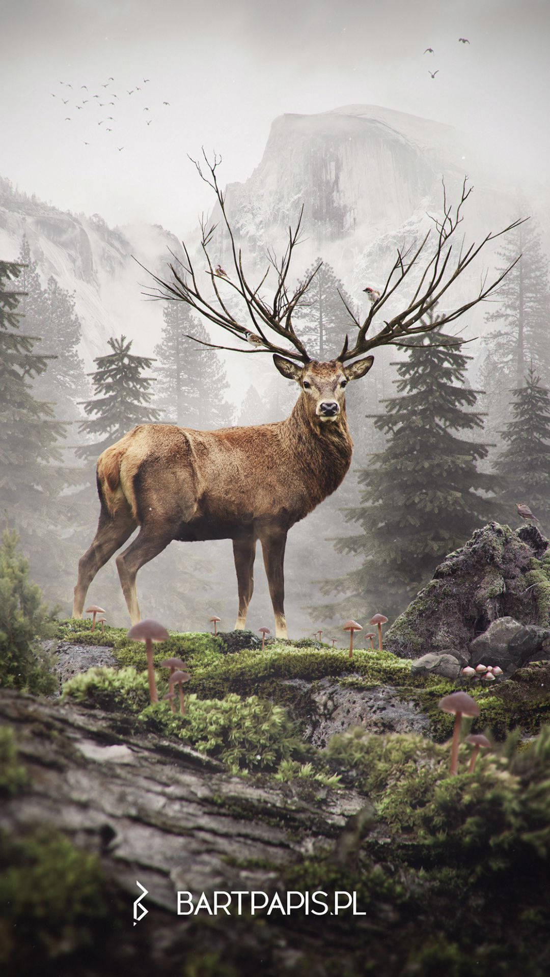 Buck deer skull country hunter HD phone wallpaper  Peakpx