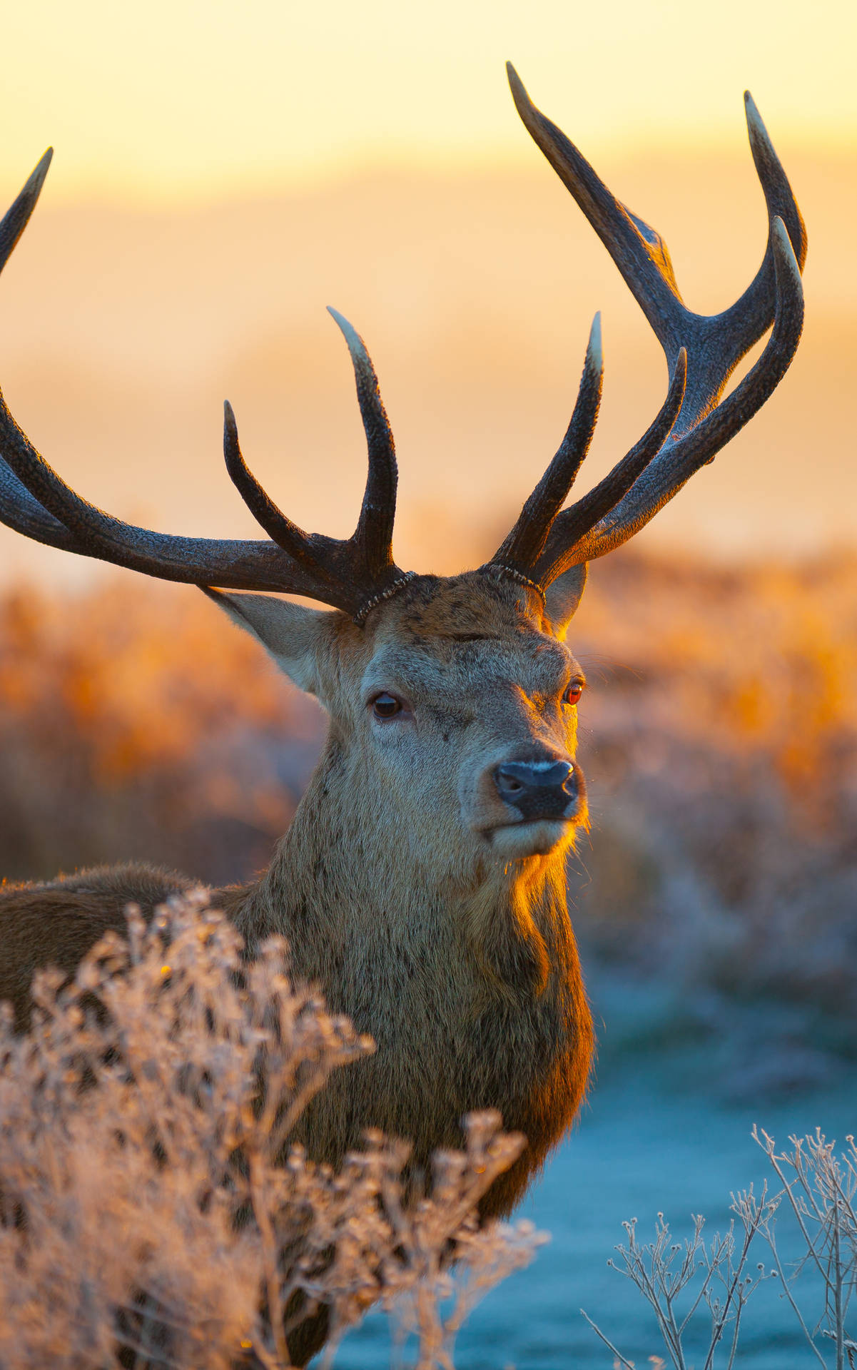 Bring Nature Indoors with Deer iPhone Wallpaper Wallpaper