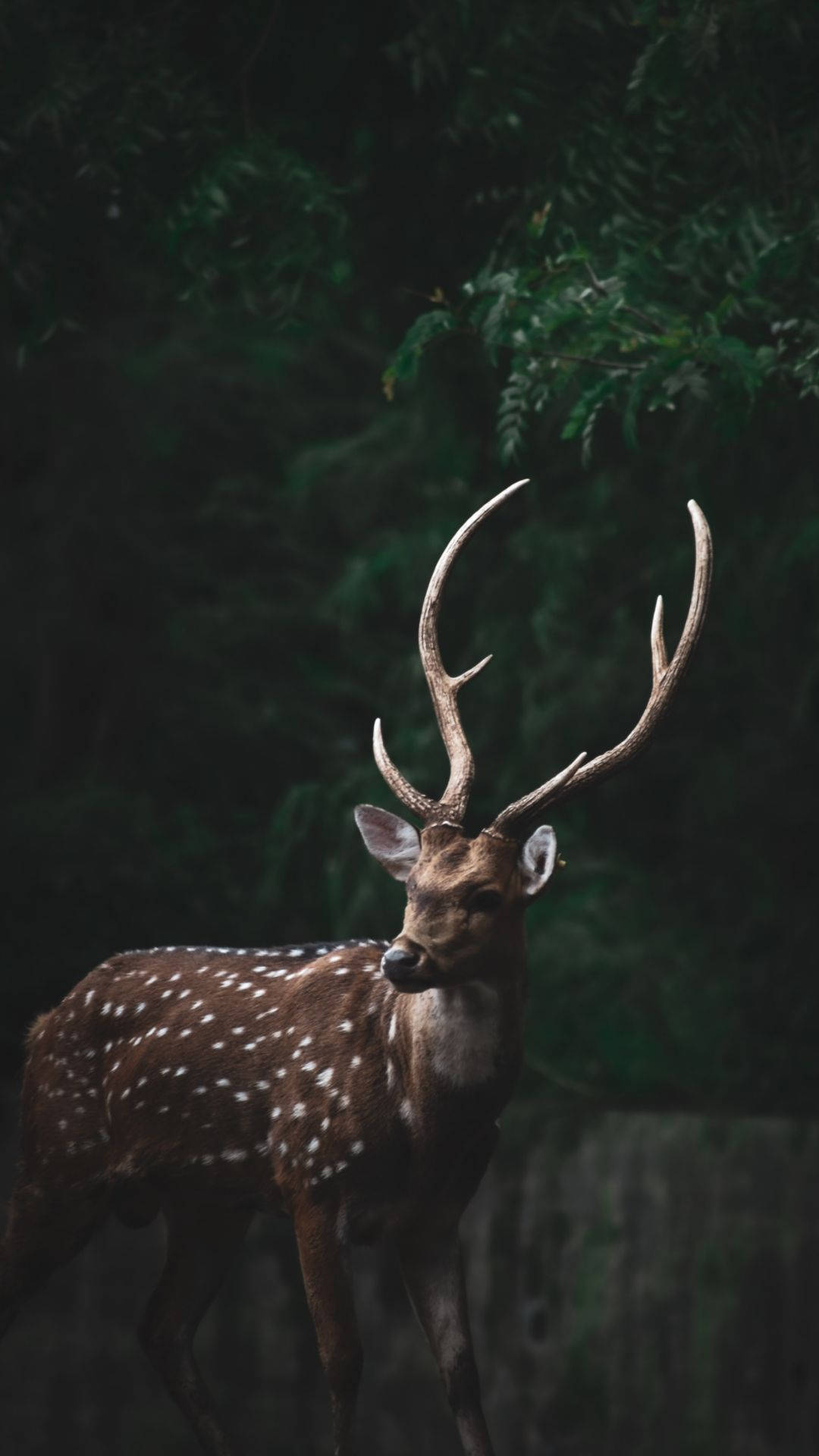 Enjoy Nature's Beauty with the Deer Iphone Wallpaper