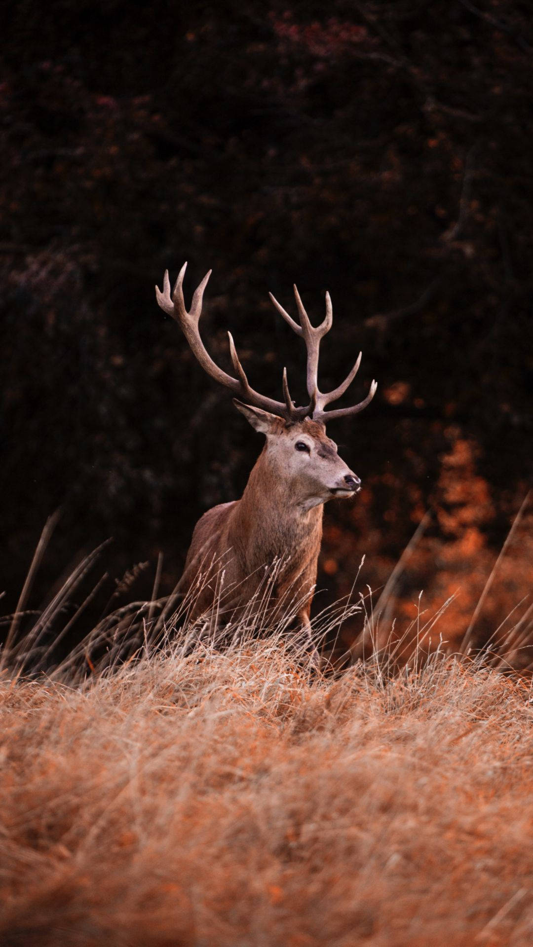 Get closer to Nature with the Deer Iphone Wallpaper