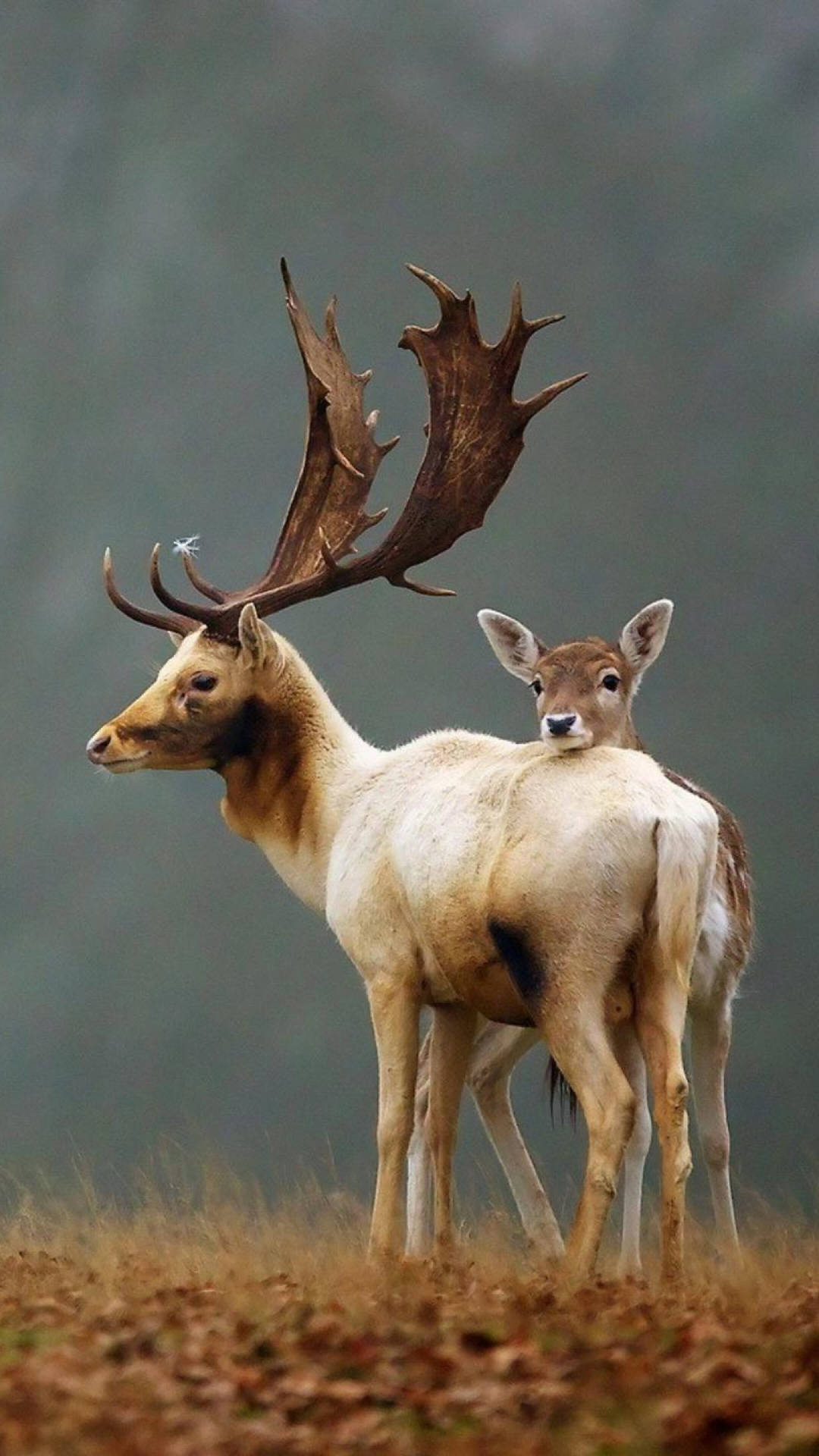 Celebrate the beautiful natural world with this majestic deer wallpaper Wallpaper