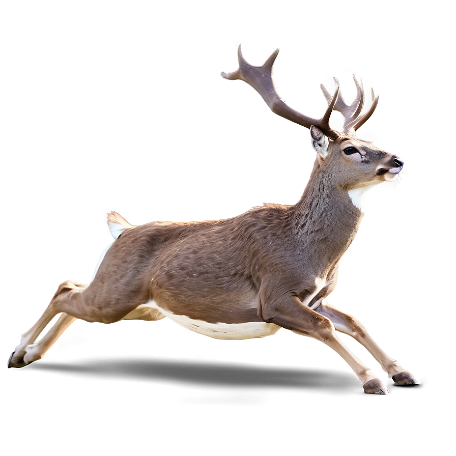 Deer Jumping Action Png Tad69 PNG