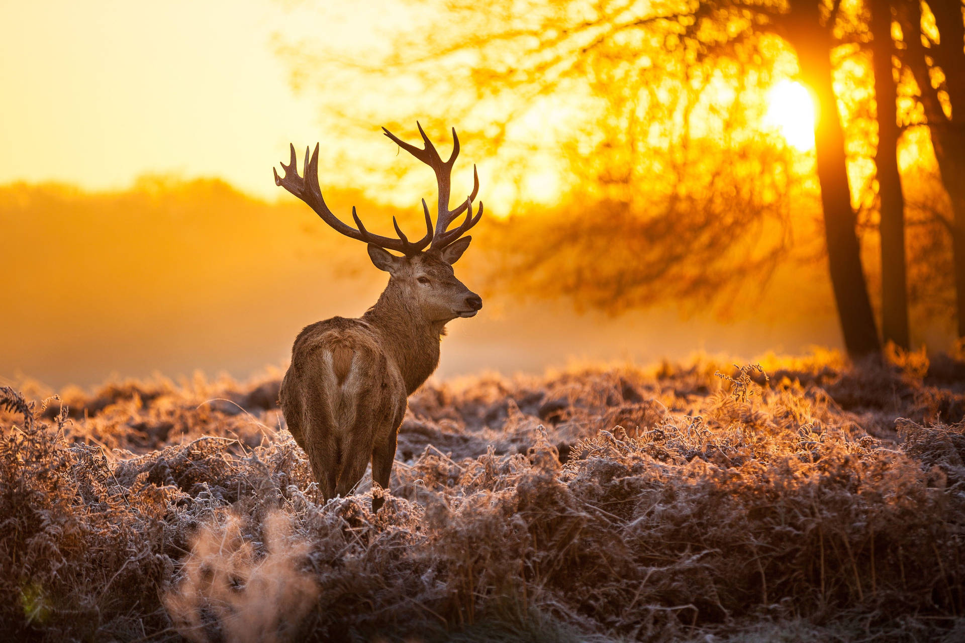 Digital Art Of Large Whitetail Buck Running Through A Stream With Sunset In  Background